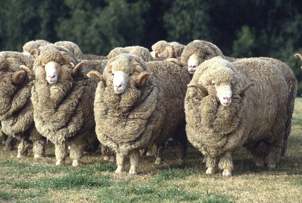 mouton-merinos-cheveu-raide-frisé-piloupilou